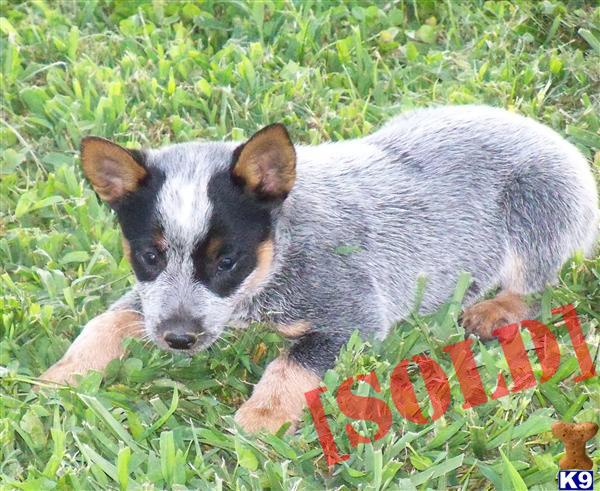 Mini Heelers - Short and Stocky
